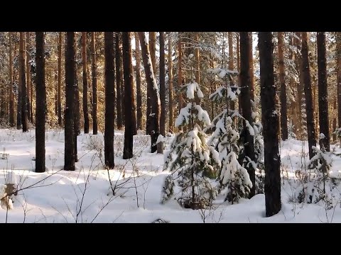 Видео: Зимний лес в парке поселка Васильево