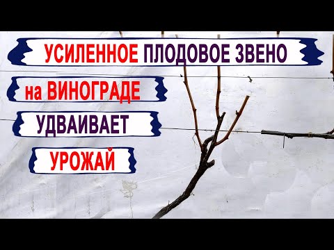 Видео: 🍇 Обрезка винограда на УСИЛЕННОЕ ПЛОДОВОЕ ЗВЕНО. Как можно УВЕЛИЧИТЬ УРОЖАЙ на мощных кустах.