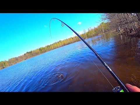 Видео: КАРАСЬ 1.5 кг на УЛЬТРАЛАЙТ!!! ЖОР карася на СПИННИНГ! Рыбалка на микроджиг - ловля окуня и карася!