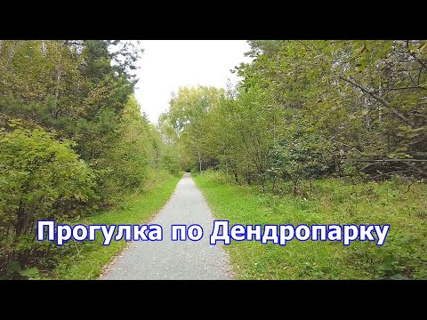 Видео: Тропинка и лес в Дендропарке Новосибирска
