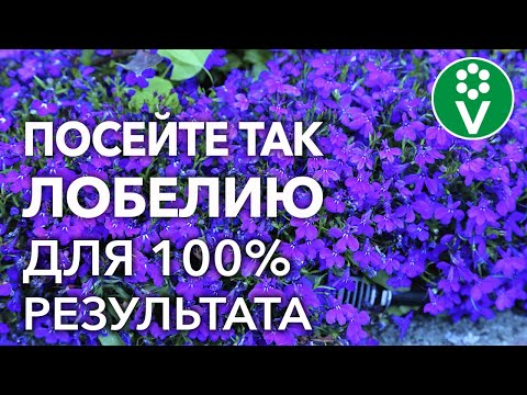 Видео: САМЫЙ ПРОСТОЙ СПОСОБ ВЫРАЩИВАНИЯ ЛОБЕЛИИ! Посев семян и уход за сеянцами