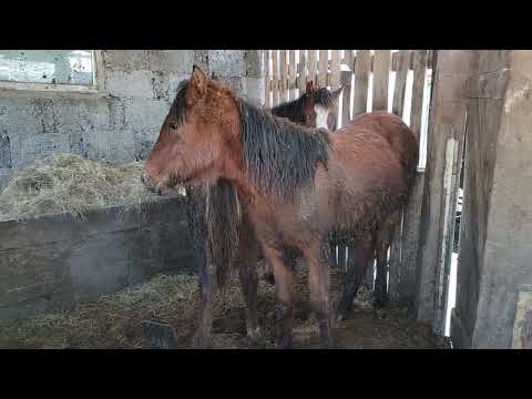 Видео: Жабағы бордақылау