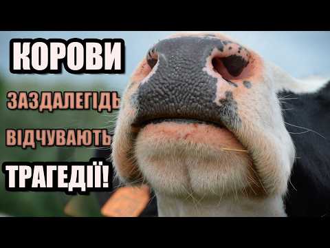 Видео: КОРОВИ не дурні тварини: дивні таємниці, які розкрили вчені