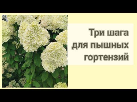 Видео: Три шага для пышного цветения метельчатых гортензий. 