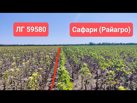 Видео: 🌻Состояние Подсолнечника LG 59580, LG 5555, Сафари (РайАгро) | 7 августа 2025
