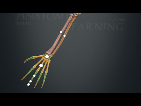Видео: Устухонҳои андоми боло , устухони қулфак , шона, бозу ,оринҷ ,соид  ва устухонҳои панҷаи даст . 