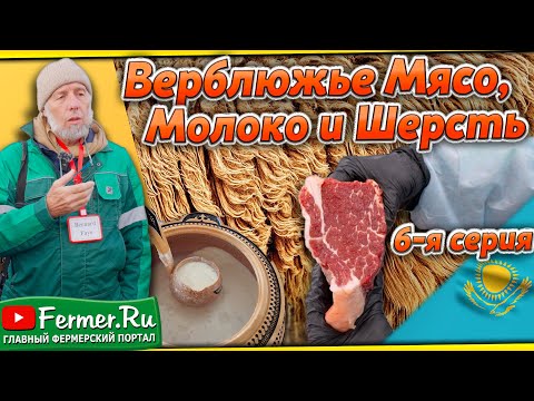 Видео: Верблюды это ценная шерсть, вкусное мясо и целебное молоко! Верблюдоводство в Казахстане и в мире!