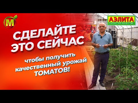Видео: Сделайте это, и томатов будет очень много!
