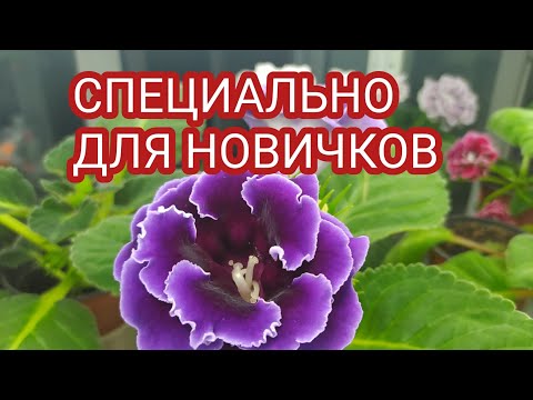 Видео: КАК ПЕРЕВЕСТИ ГЛОКСИНИЮ НА ФИТИЛЬНЫЙ ПОЛИВ