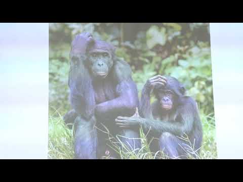 Видео: Иваницкий В. В. - Зоосоциология - 1. Социальность у животных