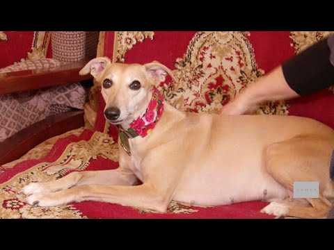 Видео: Уиппет – тихий дома, стремительный на прогулке | Элита | Сергиев Посад