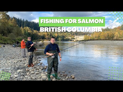 Видео: Рыба с красной икрой | Рыбалка на лосося на реке | Салмон Спринг