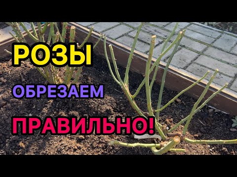 Видео: РОЗЫ - обрезаем правильно. Осенняя обрезка чайно-гибридных роз и роз флорибунда.