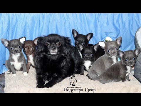 Видео: Топ Семйка ЧИХУА *** ЧАСТЬ 2 *** Общение с собакой-мамой, учимся самостоятельности*** Chivava puppy