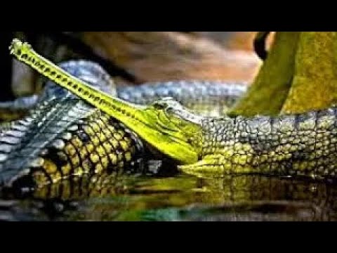 Видео: Как гавиалы пережили астероиды, но не людей? Узнайте правду!