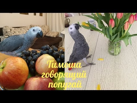 Видео: Тимоша говорящий попугай, вид Жако. Подборка видео #11