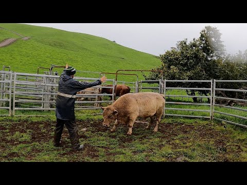 Видео: БЫКИ ВЕРНУЛИСЬ НА НОВЫЙ СЕЗОН || УБОРКА ТЕЛЯТНИКА
