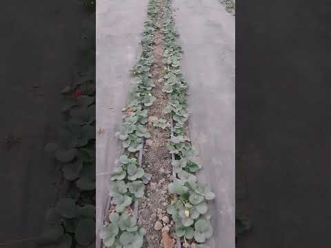 Видео: 28 октября 2025 г.