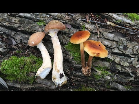 Видео: ОСЕННИЕ ОПЯТА и ЗИМНИЕ ОПЯТА: ОТЛИЧИЯ. Armillaria mellea vs Flammulina velutipes