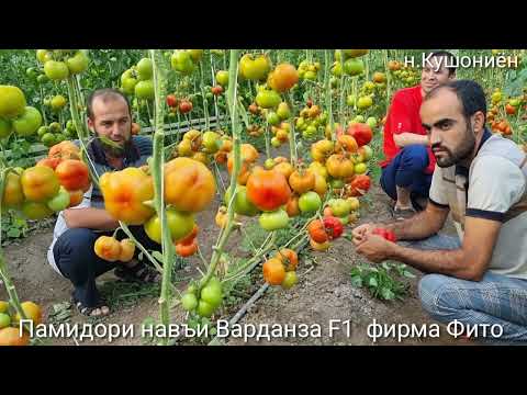 Видео: Памидори ( тамат ) Варданза F1 Фирма Фито дар гармхонаи худам шинондем рӯзҳои наздик бозор мебарорем