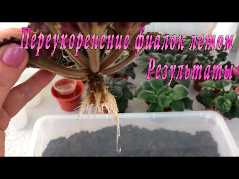 Видео: Переукоренение фиалок летом. Результаты