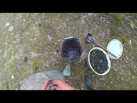 Видео: Собираю чернику ГРАБЛЯМИ / Встретил гадюку / Норд и корневой зверь / ЯГОДЫ КАРЕЛИИ