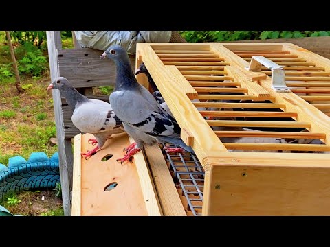 Видео: Ястреб рвет Голубей ужасно! Ганяем Бакинцев целый День!