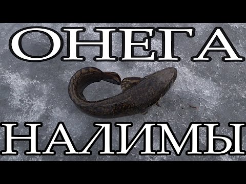 Видео: НАЛИМЫ ОНЕЖСКОГО ОЗЕРА. ЛОВЛЯ НАЛИМА ПО ПОСЛЕДНЕМУ ЛЬДУ.