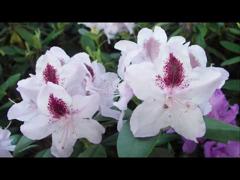 Видео: Как правильно выращивать рододендроны
