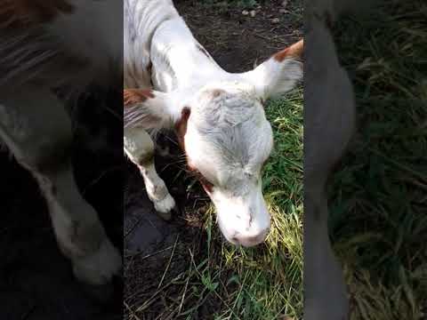 Видео: Выращивание телки на корову.