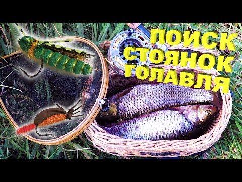 Видео: ПОИСК СТОЯНОК ГОЛАВЛЯ. Ловля голавля нахлыстом. Голавль на жука. Голавль на кузнечика.
