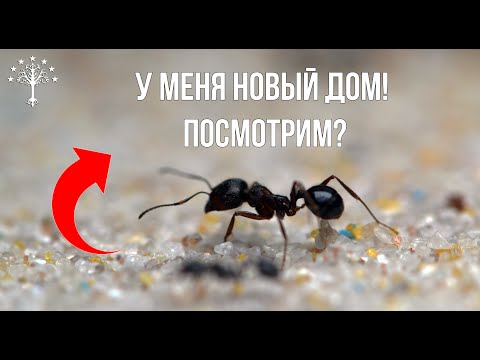 Видео: Арена для муравьёв Messor structor во вселенной Властелина Колец — вы будете в шоке!