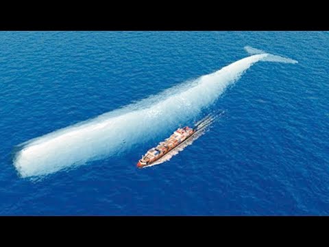 Видео: Посмотрите, на Что Способен Самый Большой Кит в Мире