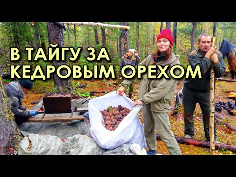 Видео: В тайгу за кедровым орехом. Интересные места Забайкалья