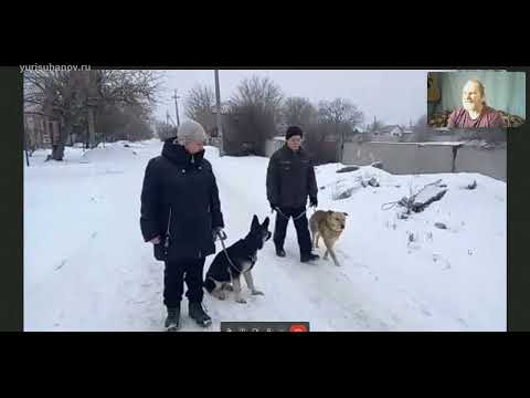 Видео: Щенок ВЕО учится спокойно относится к другим собакам во время прогулки