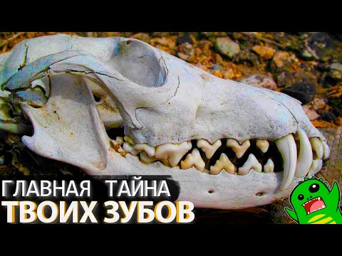 Видео: ПОЧЕМУ У ТЕБЯ ОДИН НАБОР ЗУБОВ и кто в этом виноват?