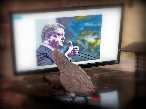 Видео: О, Петро🤗 Попугай жако Петруня наговорила лишнего😱