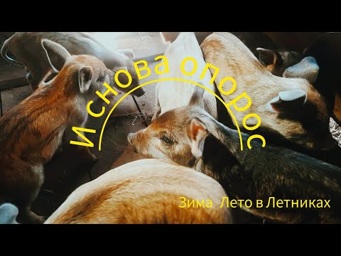 Видео: САМЫЙ БОЛЬШОЙ ОПОРОС. ВИТАМИНЫ ПОРОСЯТАМ. ПОДГОТОВКА СТОЛБОВ ДЛЯ ЗАГОНА. венгерская мангалица