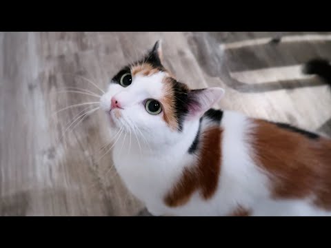Видео: Новый кот милый и у него большие пальцы.