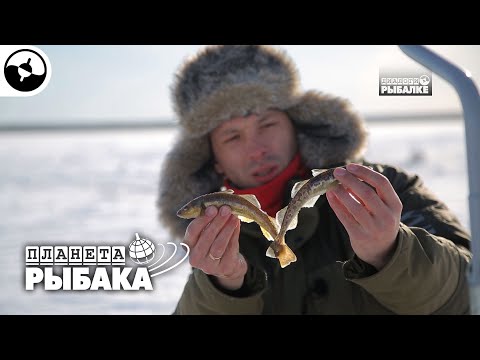 Видео: Навага. Зимняя рыбалка. Северодвинск | Планета рыбака