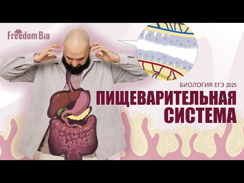 Видео: ПИЩЕВАРИТЕЛЬНАЯ СИСТЕМА для ЕГЭ ПО БИОЛОГИИ |Летний курс| ЕГЭ БИОЛОГИЯ 2025|Freedom|