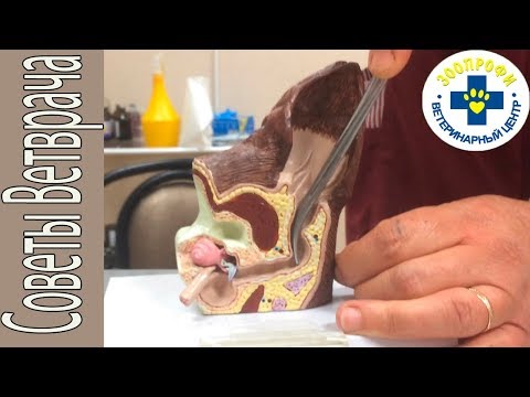 Видео: Как Правильно Чистить Уши Собаке.  Советы Ветеринара