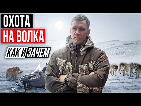 Видео: охота на волка.КАК И ЗАЧЕМ я охочусь на волков.wolfsjagd.hunting for wolves.