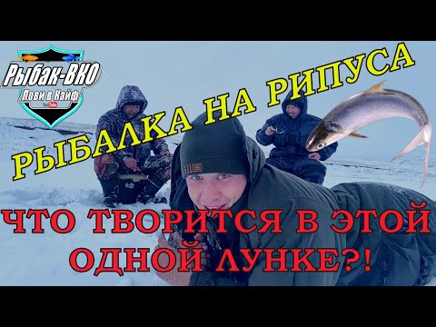 Видео: ЧТО ТВОРИТСЯ В ЭТОЙ ОДНОЙ ЛУНКЕ?! РЫБАЛКА НА РИПУСА, КАК  ПРАВИЛЬНО  ЛОВИТЬ  РИПУСА ??? часть первая
