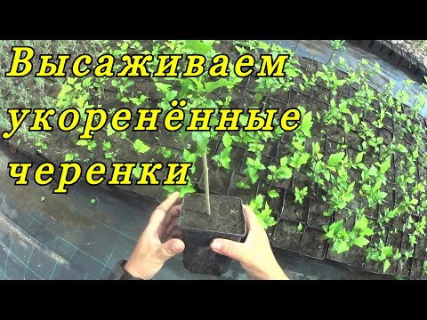 Видео: Во что высаживать укоренённые черенки ТУИ, и других декоративных растений.
