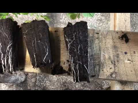 Видео: 101/20 В чем лучше укоренять Малину? Обязательно к просмотру!!!