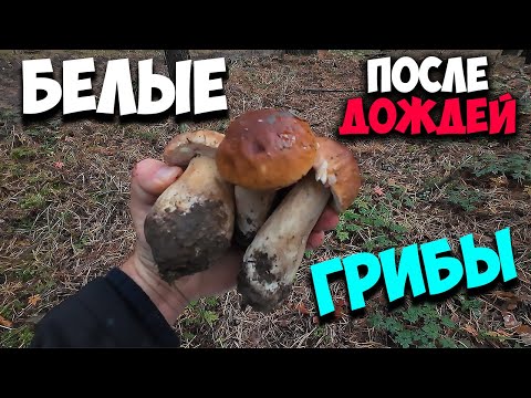 Видео: Белые  Грибы 🍄 После Больших 🌧️ Полтавская область!