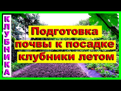 Видео: Подготовка почвы к посадке клубники (летом)