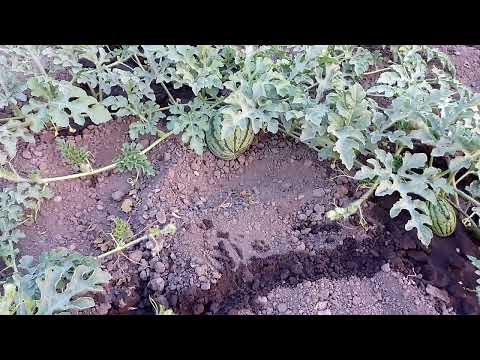 Видео: Кавуни на сьоме липня 2025 року