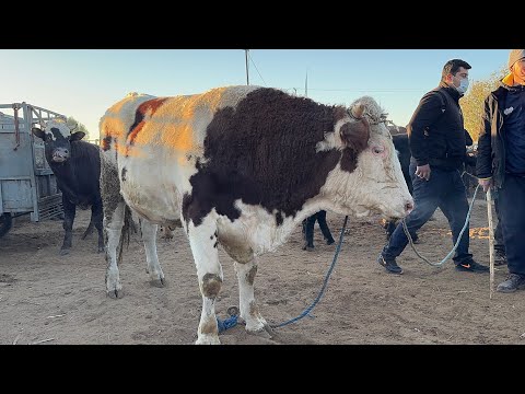 Видео: БОҒОТ МОЛ БОЗОРИ 12-НОЯБР ЯНГИ НАРХЛАР !!! ХОРАЗМ БОЗОР